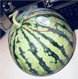 23年吃瓜网红,揭秘网络红人的崛起与蜕变 23年吃瓜网红,揭秘网络红人的崛起与蜕变